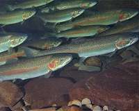 Migrating fish leave behind a trail of DNA