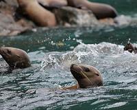Hungry sea lion pups reaching Calif. beaches, experts say