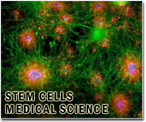 Stem cells engineered to kill cancer