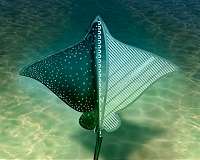 Stingray soft robot could lead to bio-inspired robotics