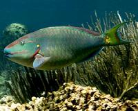 Fishing for the future of coral reefs