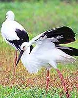 Japan Releases Endangered Storks Into The Wild