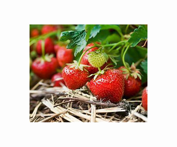 UK's sunniest spring yields unusually sweet strawberries