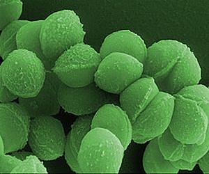 Powerful tool for genetic engineering