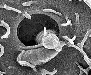 The many faces of the bacterial defense system