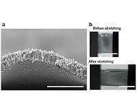 New study presents stretchable and colorless solar cells, using Si microwire composites
