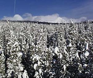 Cooling Forests Can Heat Too