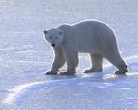 Satellite coverage for polar bears and penguins