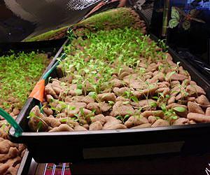 Growstones ideal alternative to perlite, parboiled rice hulls