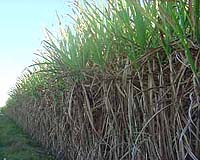 UNEP aims to generate power in African sugar and tea farmlands