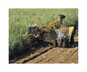 Biofuel crops could affect Brazil climate