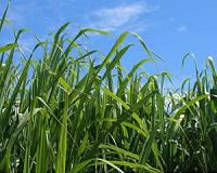Payback time for soil carbon from pasture conversion to sugarcane production