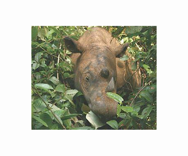 Indonesian uses puppets to teach threat to world's rarest rhinos