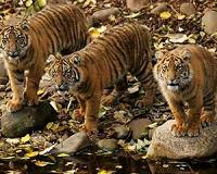 Sumatran tiger cub born in Polish zoo