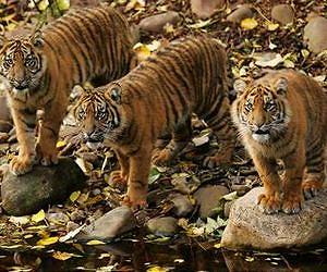 Forest dam threatens Thailand's tigers: WWF
