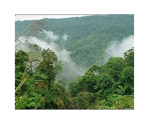 Indonesia moves towards approving deforestation plan