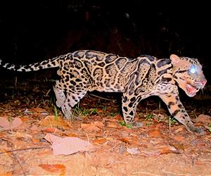 Couple of South African leopards on Malawi mission