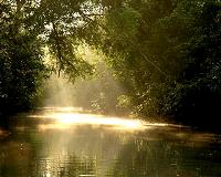 Bangladesh police declare world-heritage forest pirate free