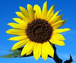 Using Oilseedrape And Sunflower Oils To Produce Fuel And Feed For Herds