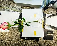 A rose to store energy