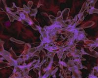 Could a multiverse be hospitable to life?