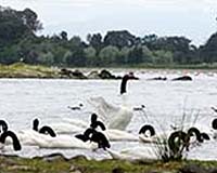 Pulp Mill Devastates Swans' Sanctuary In Chile
