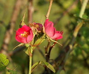 How petals get their shape