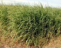 UI engineers find switchgrass removes PCBs from soils