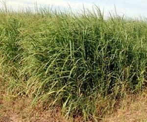 DOE researchers achieve important genetic breakthroughs to help develop cheaper biofuels