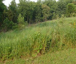 Model Forecasts Long-Term Impacts of Forest Land-Use Decisions