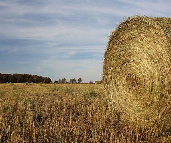 Key switchgrass genes identified, which could mean better biofuels ahead
