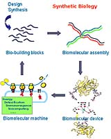 Inexpensive, Mass-Produced Genes At Core Of Synthetic Biology Advances At UH