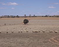 Drought problems envelop Syria