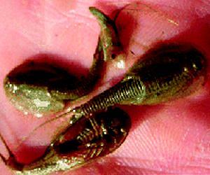 Tadpole Shrimp a New Rice Pest in the Midsouth