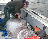 Fishery meeting could decide bluefin tuna's fate