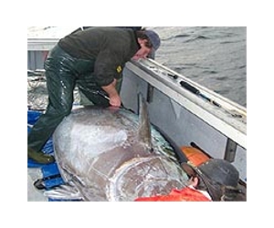 Bluefin tuna on the edge: who's to blame?