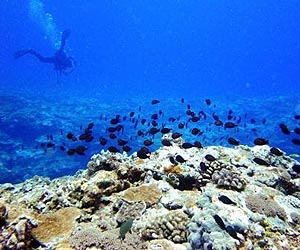 Will Coral Reefs Disappear