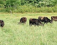 Grazing towards sustainability