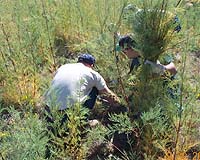 Kearny County Kansas Uses Satellite Imagery to Map Invasive Plants