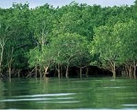 Karachi's mangroves, defence against storms and tsunamis, threatened