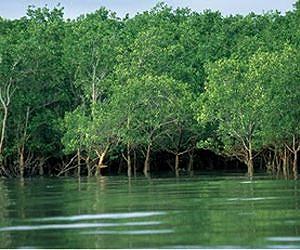 Philippines to plant more mangroves in wake of Typhoon Haiyan