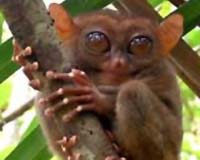 Ancient Global Warming Drove Early Primate Dispersal
