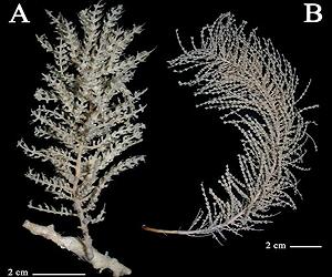 New Species Of Invertebrates Discovered In The Antarctic