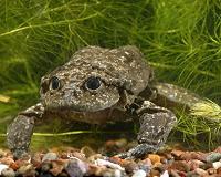 Bolivian water frog in lovelorn race against clock