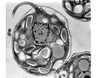 Novel 'repair system' discovered in algae may yield new tools for biotechnology