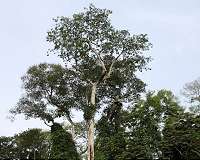 'Tree-on-a-chip' passively pumps water for days