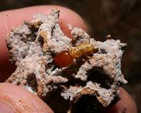 Tiny termites can hold back deserts by creating oases of plant life