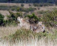 Cheetahs' inner ear is one-of-a-kind, vital to high-speed hunting