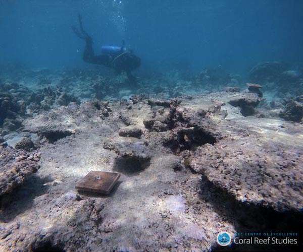 Global warming kills 14 percent of world's corals in a decade