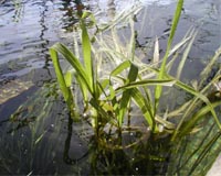 Pollination Habits Of Endangered Rice Revealed To Help Preservation